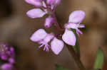 Racemed milkwort